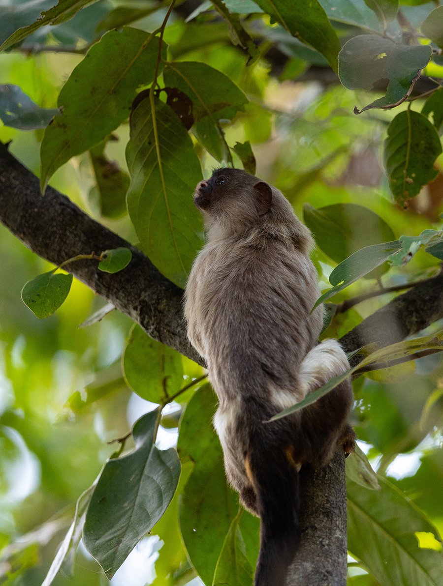  Braunes Seidenäffchen  Mico emiliae  Pantanal 