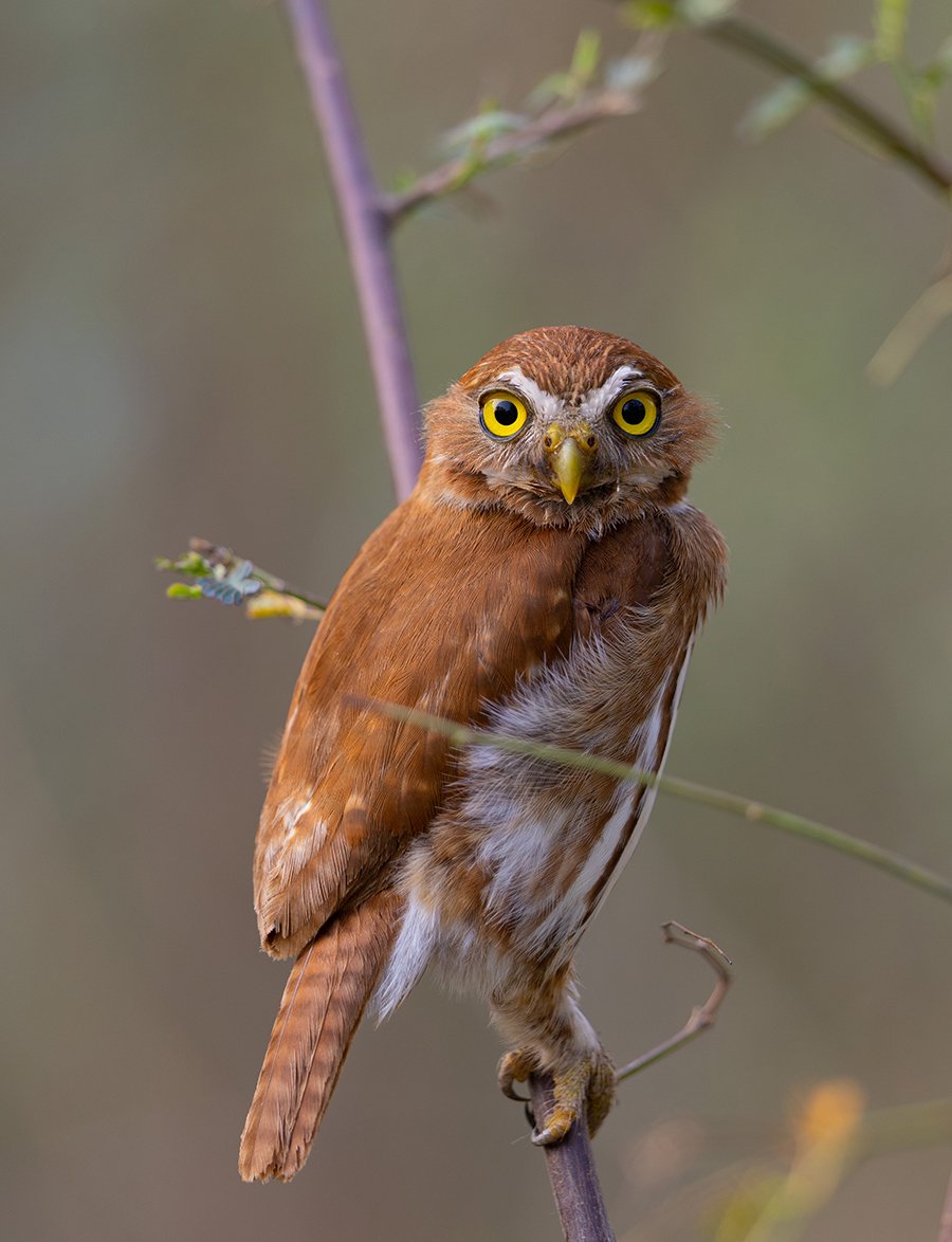  Brasilzwergkauz   Glaucidium brasilianum  Pantanal 