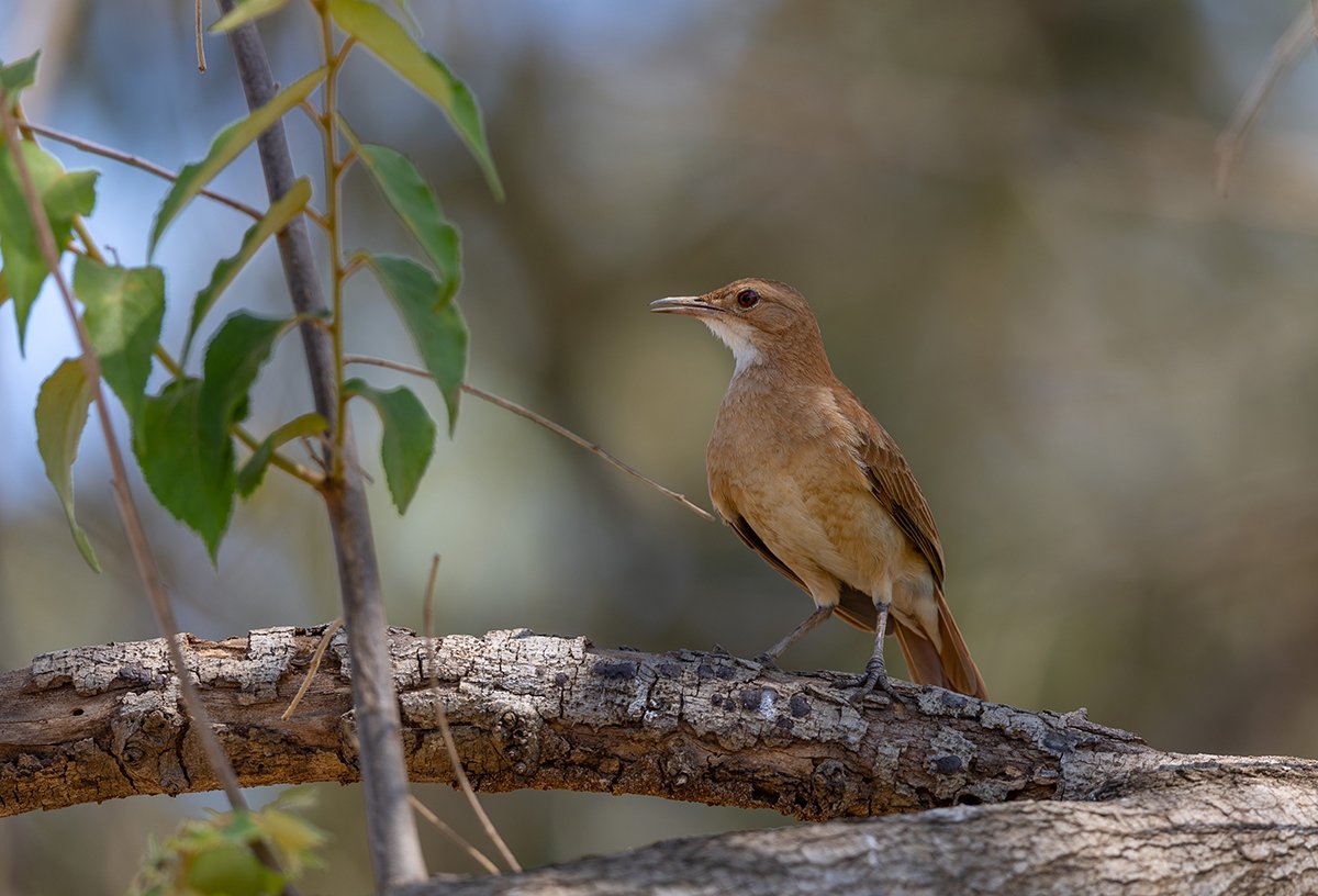  Rosttöpfer  Furnarius rufus  Pantanal 