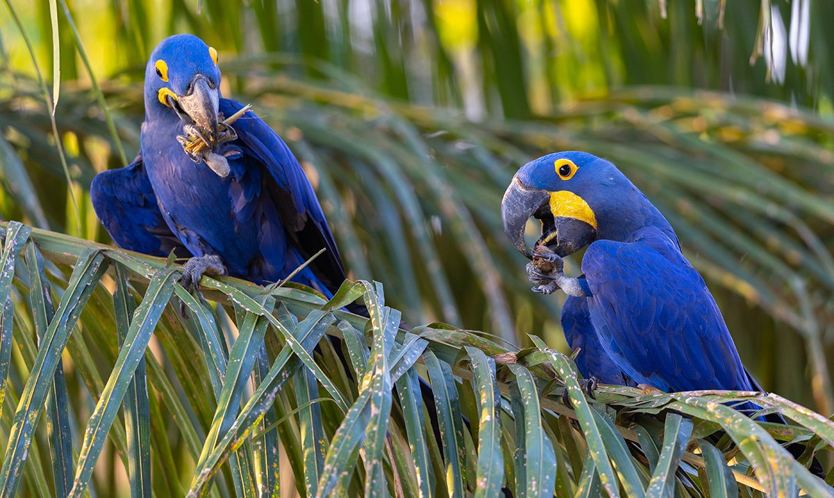  Hyazinthara   Anodorhynchus hyacinthinus  Pantanal 