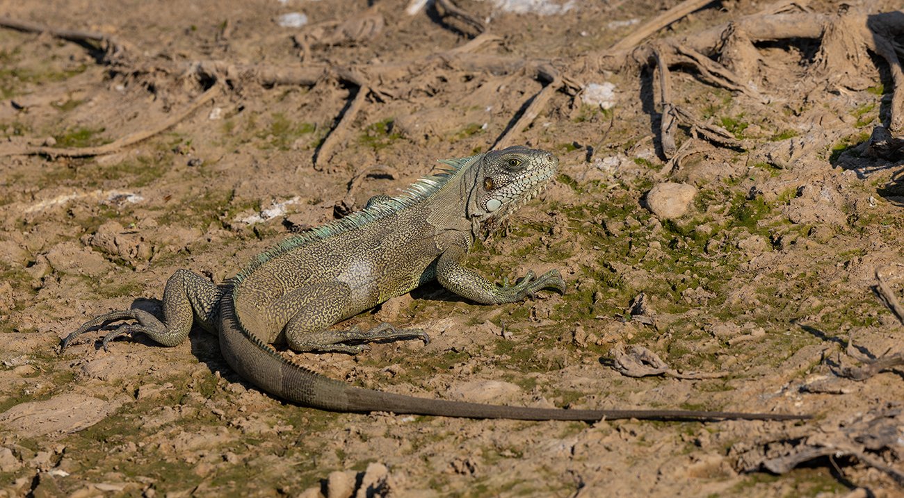  Grüner Leguan  Iguana iguana   Pantanal 