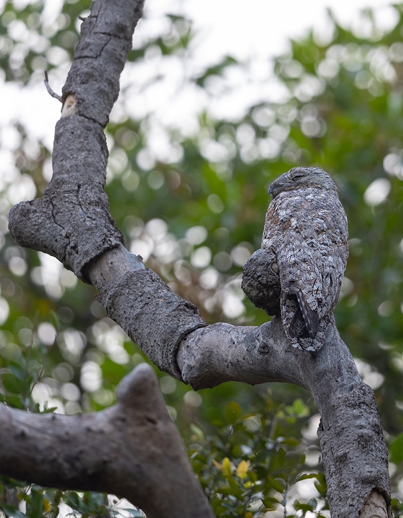  Tagschläfer  Nyctibius grandis  Pantanal 