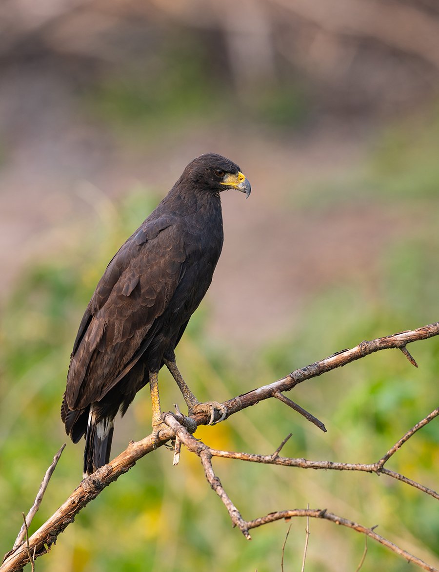  Rußbussard  Buteo albonotatus  Pantanal 