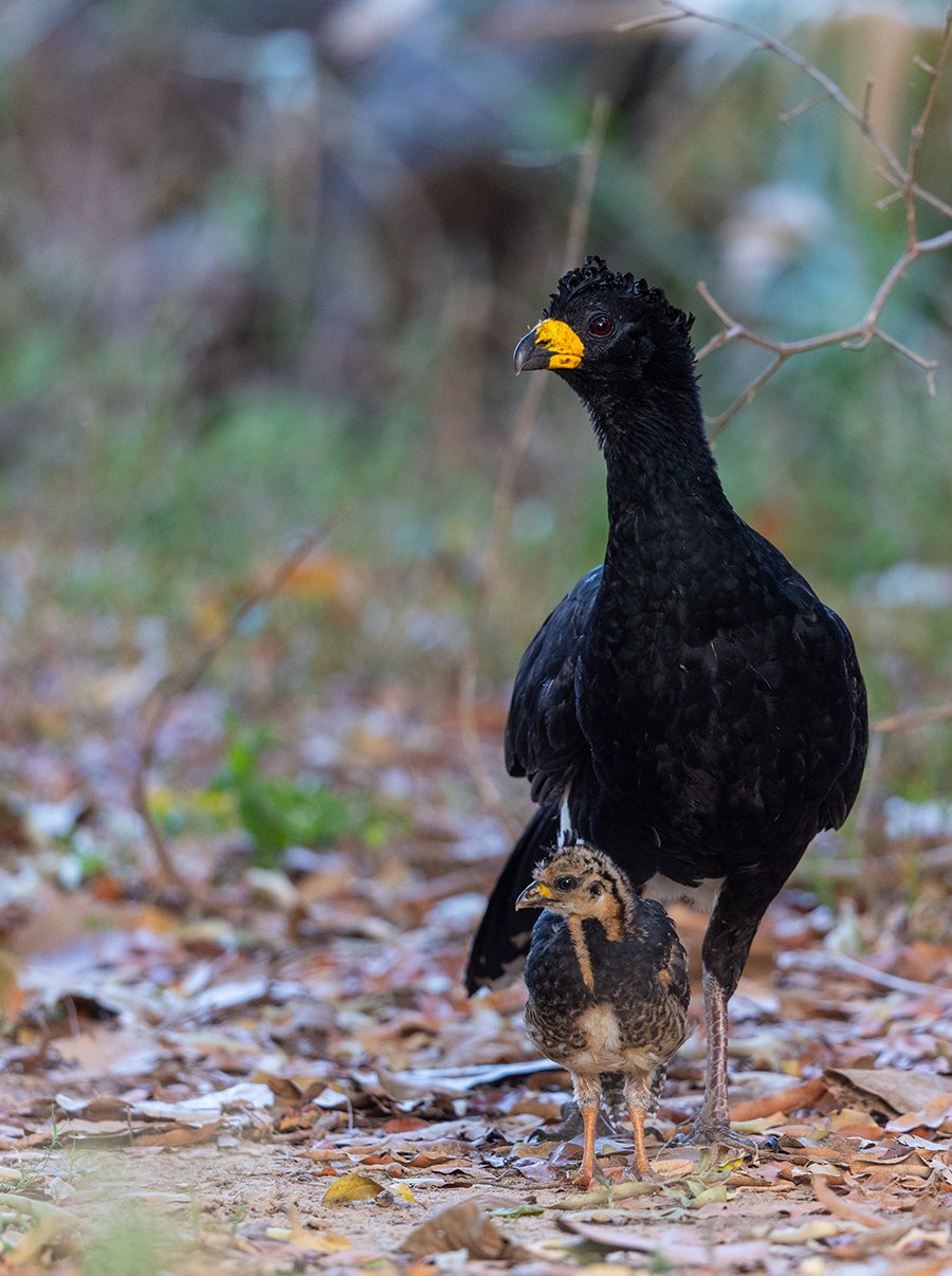  Nacktgesichthoko  Crax fasciolata  Pantanal 