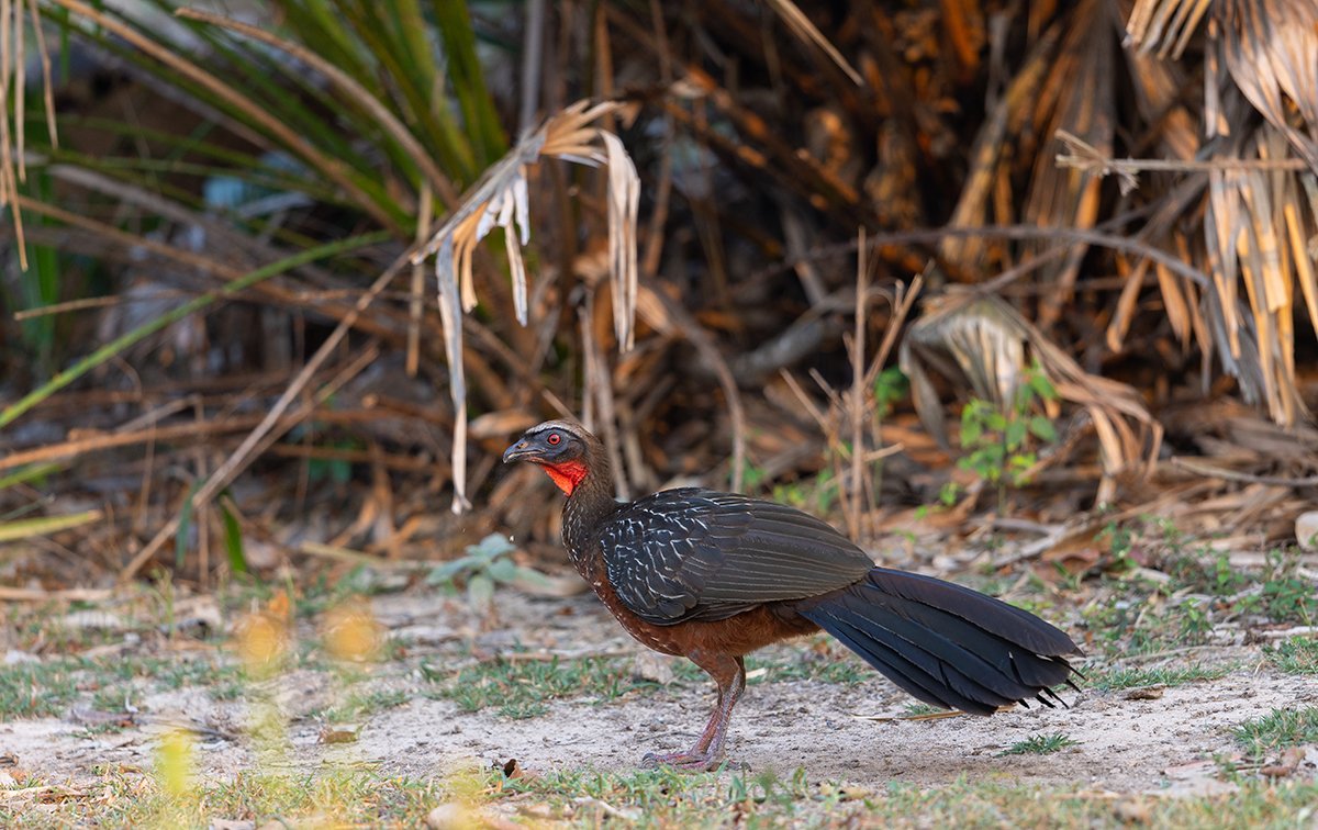  Rotbrustguan   Penelope ochrogaster  Pantanal 