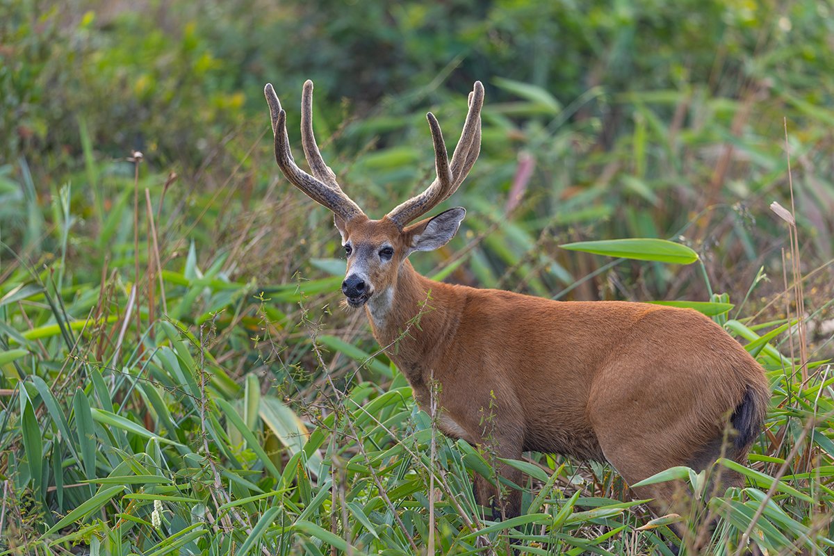  Pampashirsch  Ozotoceros bezoarticus  Pantanal 