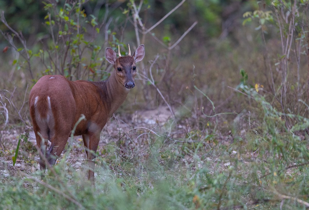  Roter Spießhirsch  Mazama americana  Pantanal 