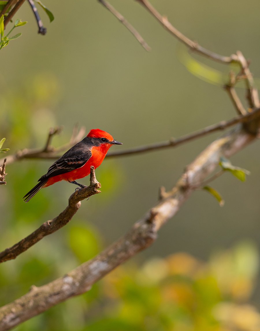  Rubintyran  Pyrocephalus rubinus  Pantanal 