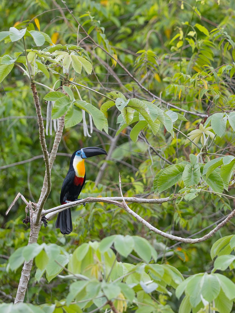  Dottertukan  Ramphastos vitellinus  Amazonas 