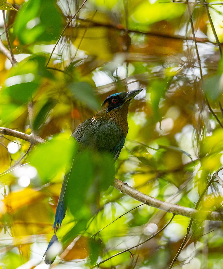  Amazonasmotmot  Momotus momota  Amazonas   