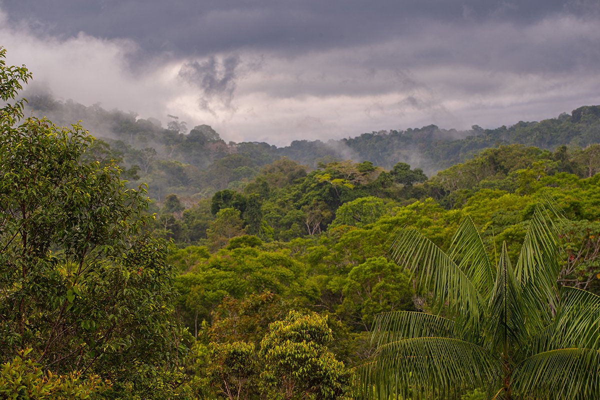  Amazonas- Regenwald 