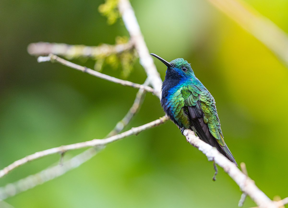  Zwartkeelmango  Anthracothorax nigricollis  Atlantischer Regenwald 