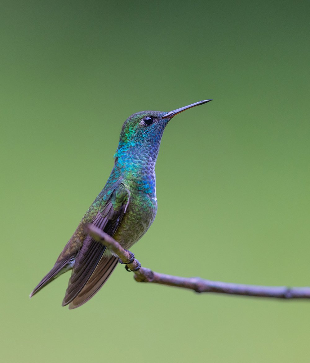  Glanzamazilie  Amazilia versicolor  Atlantischer Regenwald 