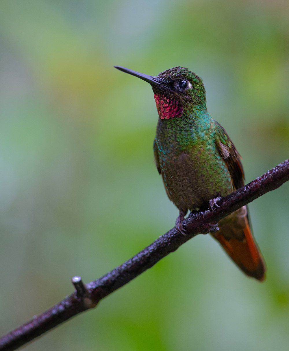  Rubinkolibri  Clytolaema rubricauda  Atlantischer Regenwald 