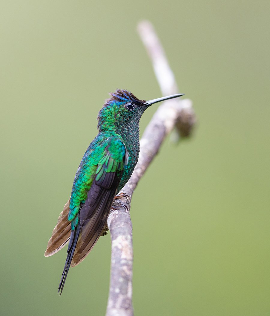  Blaukronennymphe  Thalurania glaucopis  Atlantischer Regenwald 