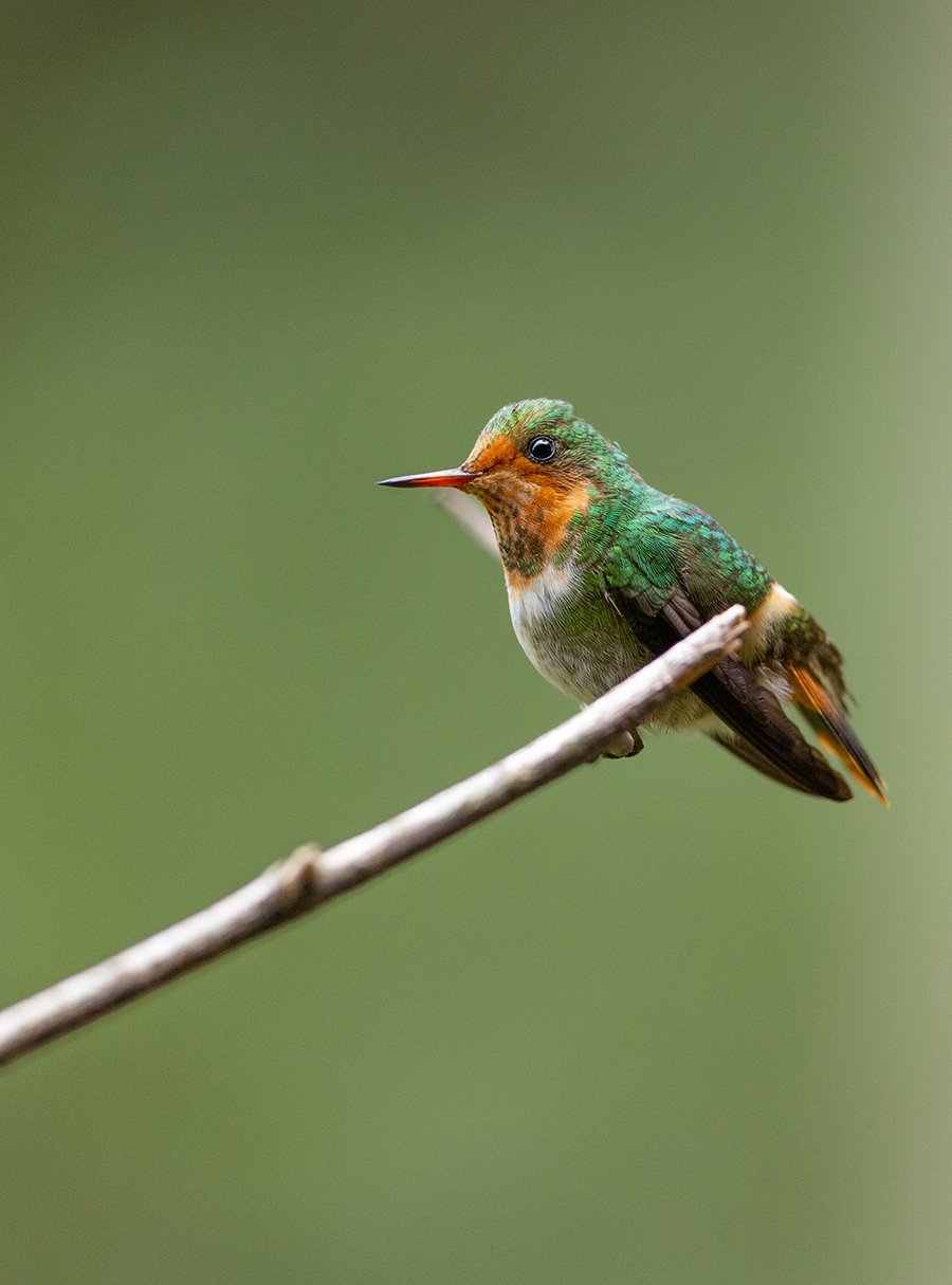  Rotkehl Saphirkolibri  Hylocharis sapphirina  Atlantischer Regenwald 