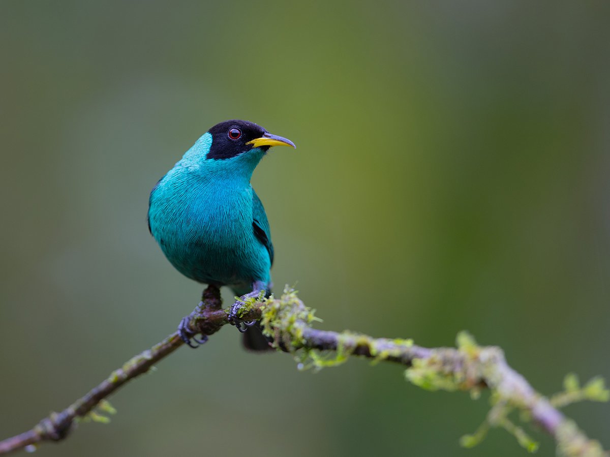  Kappennaschvogel  chlorophanes spiza  Atlantischer Regenwald 