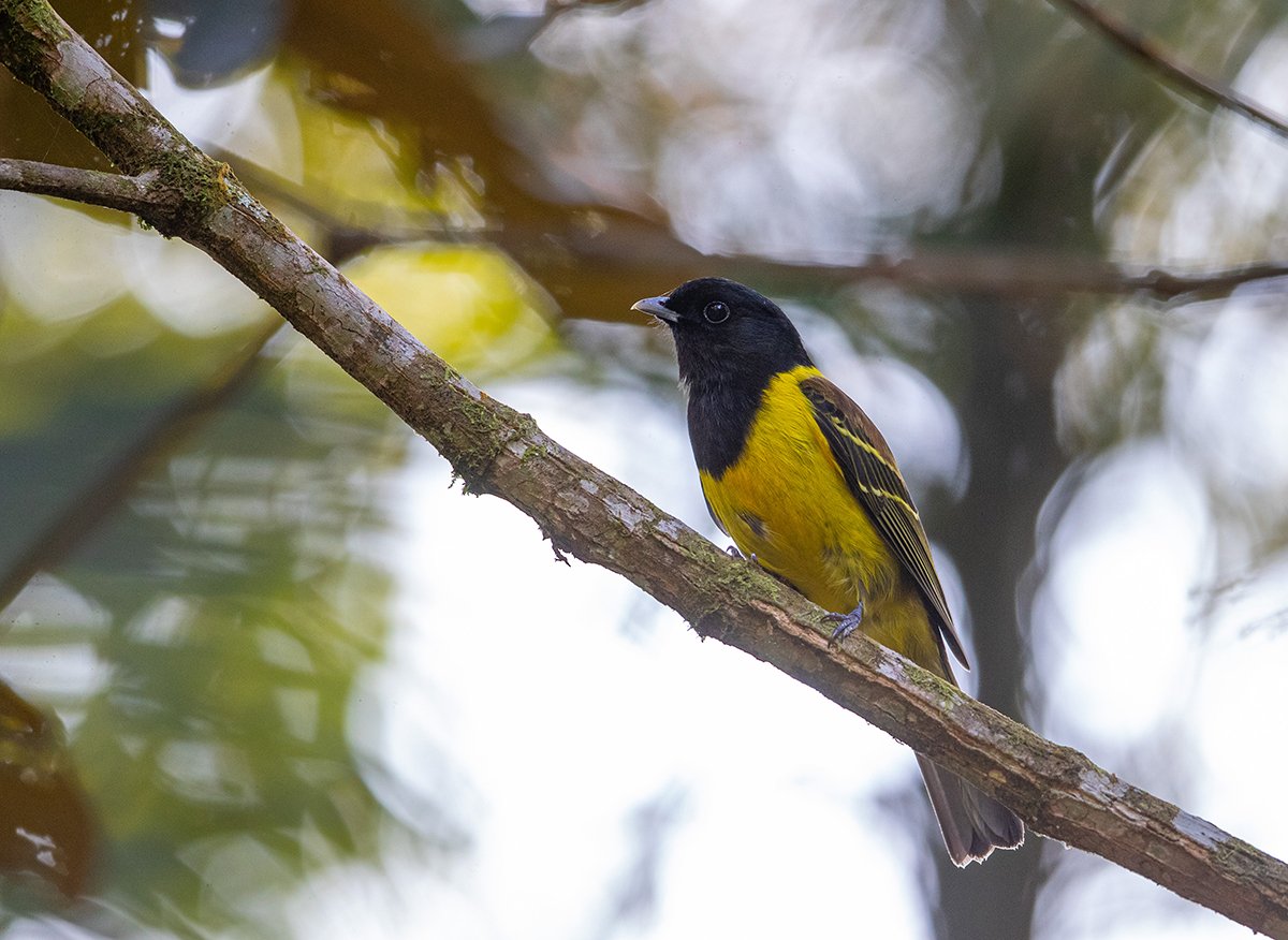  Carpornis cucullatus  Atlantischer Regenwald 