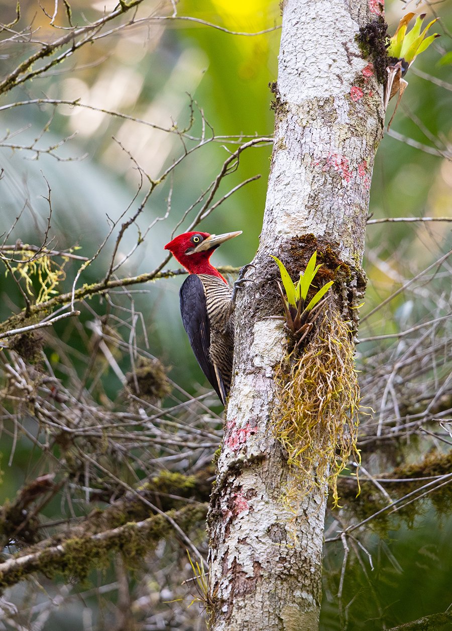  Scharlachkopf Specht  Campephilus robustus  atlantischer Regenwald 