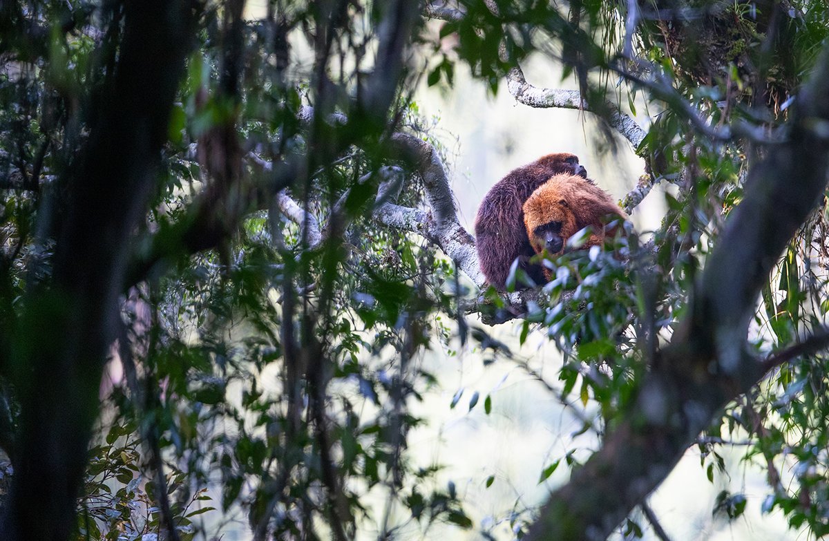  Roter Brüllaffe  Alouatta seniculus  Atlantischer Regenwald 