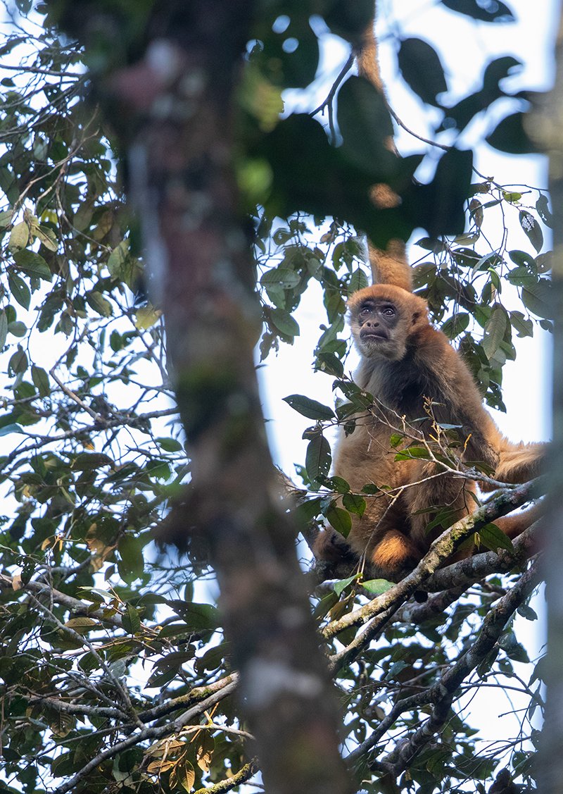  Spinnenaffe  Brachyteles  Altlantischer Regenwald  Spinnenaffen sind die größten Neuweltaffen und die gefährdesten Affen Amerikas. Der Bestand wird auf 1000 Tiere geschätzt. 