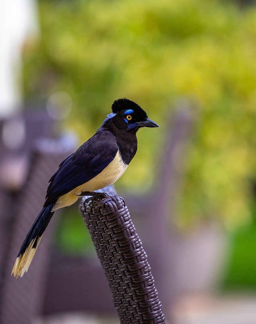  Kappenblaurabe  Cyanocorax chrysops  Hotelgast an den Wasserfällen 