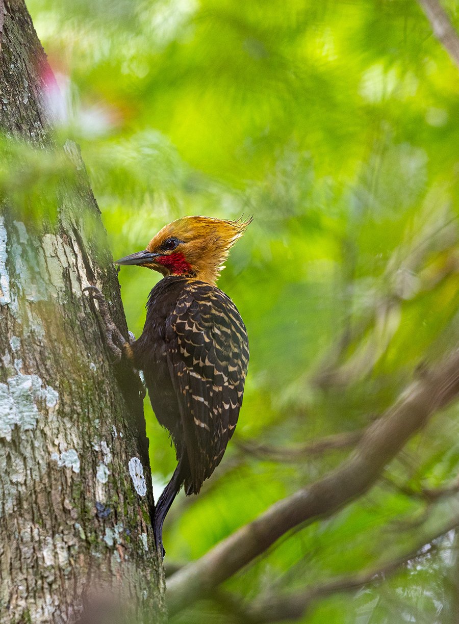  Blondschopfspecht  Celeus flavescens  Atlantischer Regenwald 