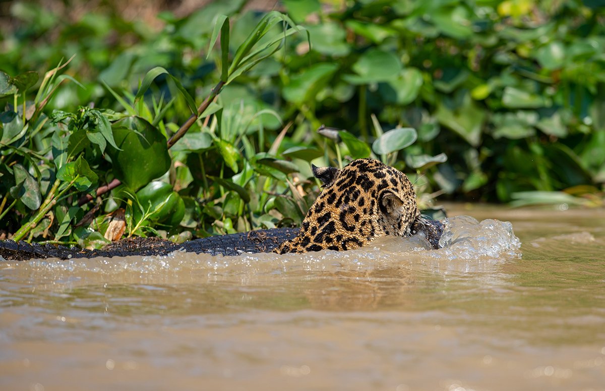  Lunge des Kaiman mit Wasser fluten. 