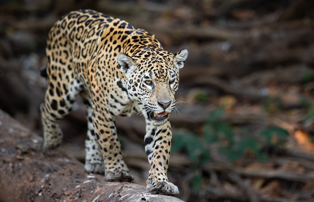  Jaguar  Panthera onca  Pantanal  September 2022 