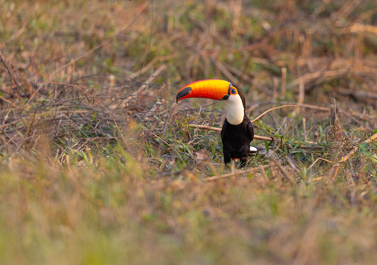  Riesentukan  Ramphastos toco  Pantanal  September 2022 