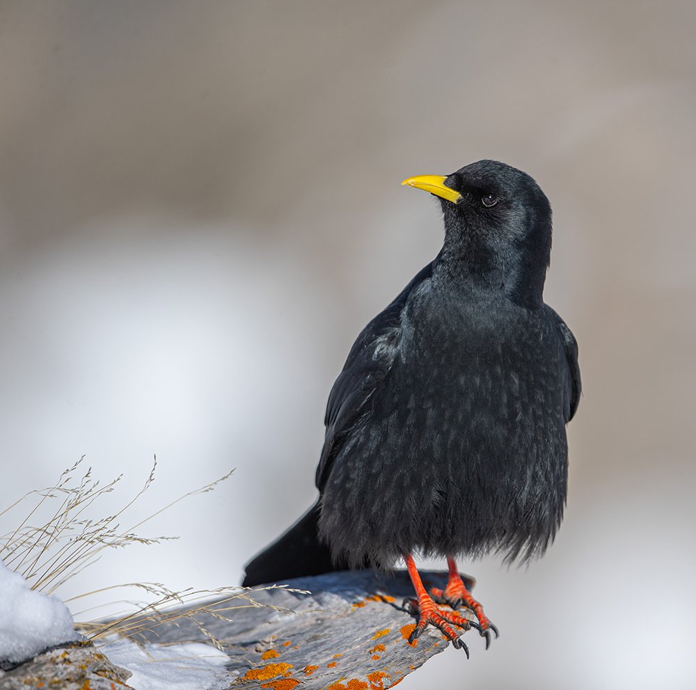  Alpendohle  Pyrrhocorax graculus  Schweiz  2023 