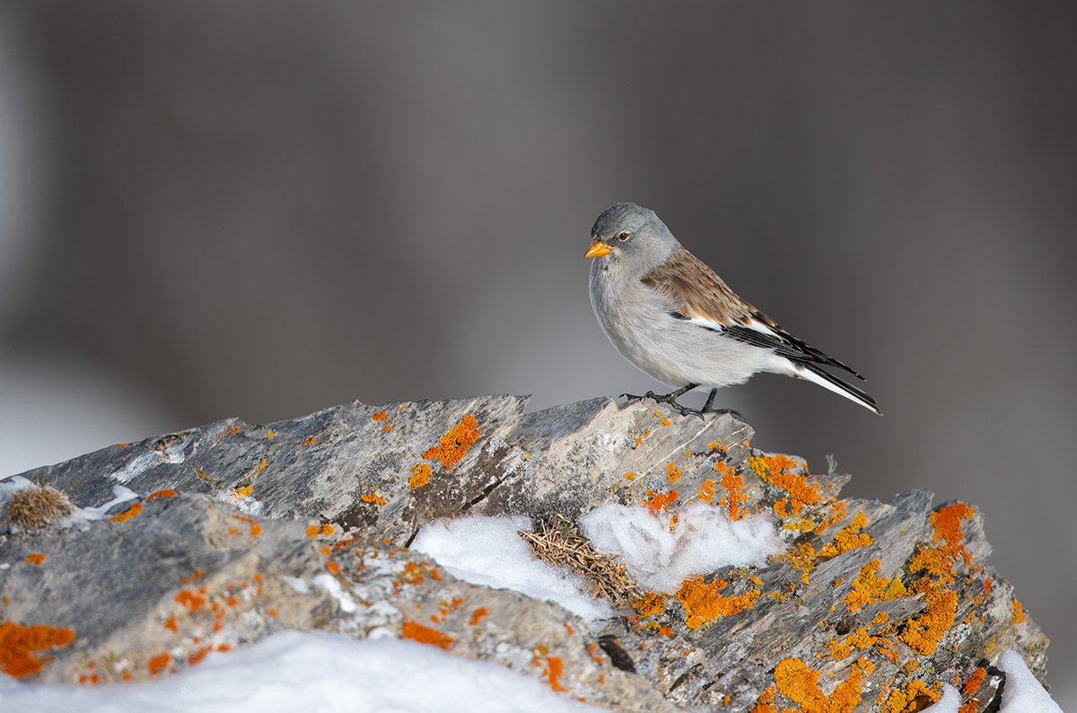  Schneesperling  Montifringilla nivalis  Schweiz  2023 