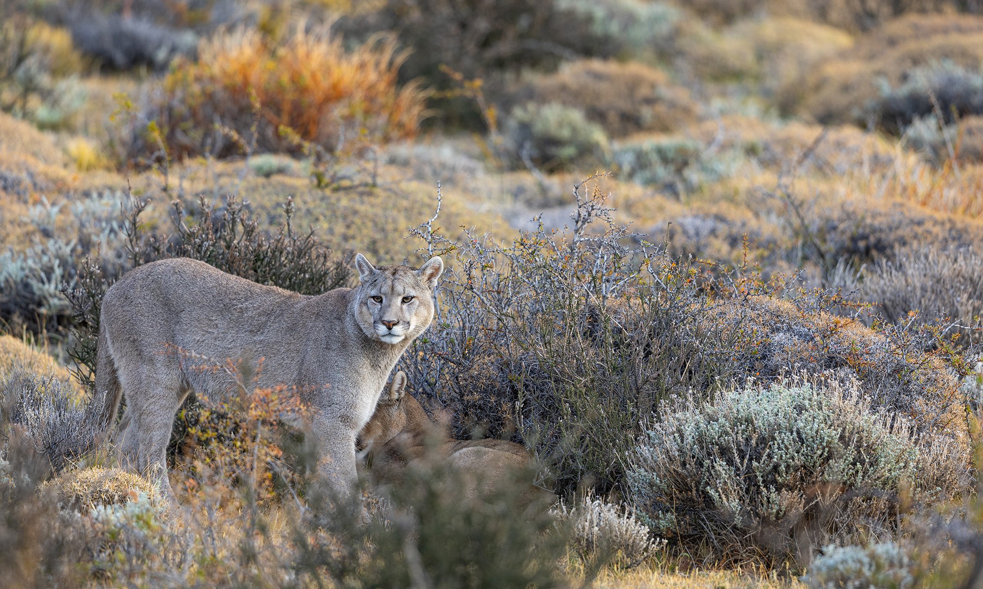  Puma  Puma concolor  Torres del Paine  Canon R3  4/500 mm  1/500 sec  ISO 640  26.04.2023  15:15 Uhr 