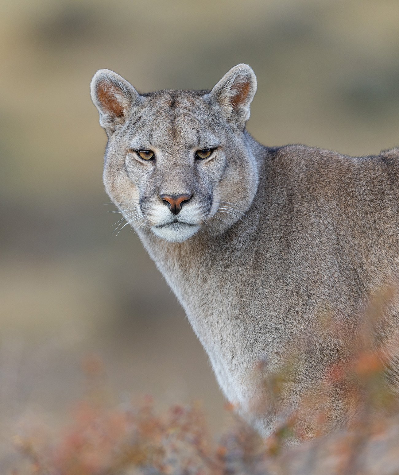  Puma  Puma concolor  1,5 Jahre alter Kater  Canon R3  4/500 mm  1/400 sec  ISO 640  Torres del Paine  26.04.2023  17:04 Uhr 