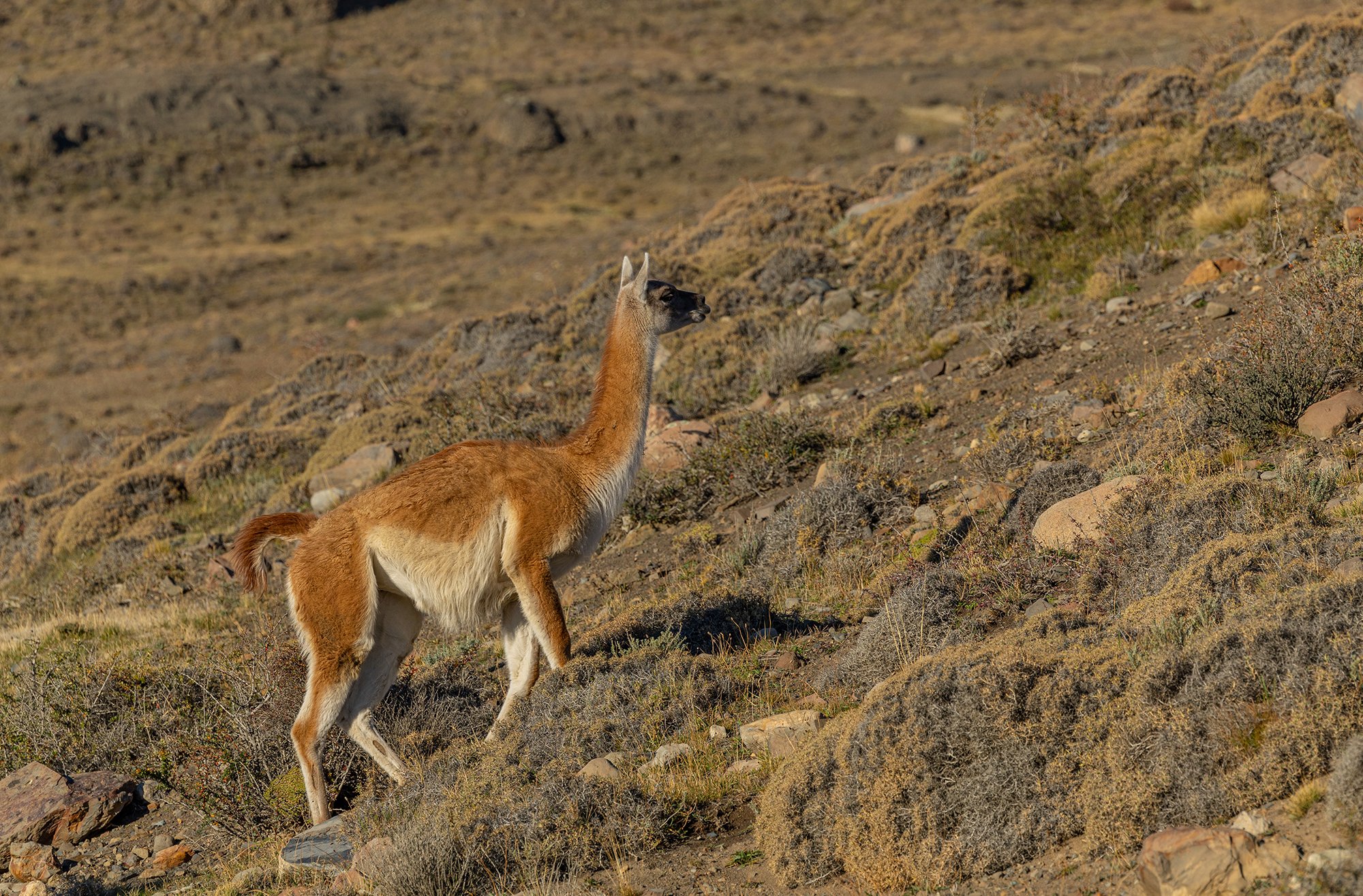  Guanako  Lama guanicoe  Die Hauptbeute der Pumas im Torres del Paine. 