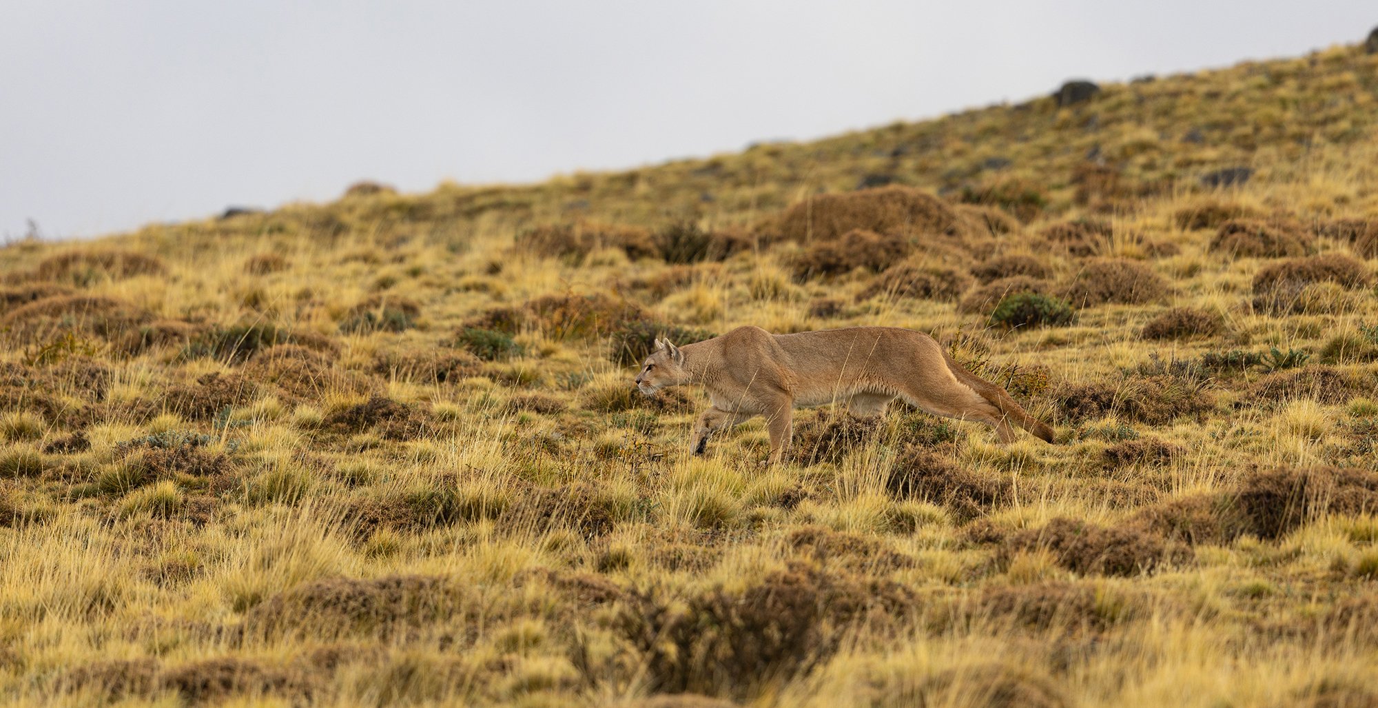  Puma bei der Jagd 