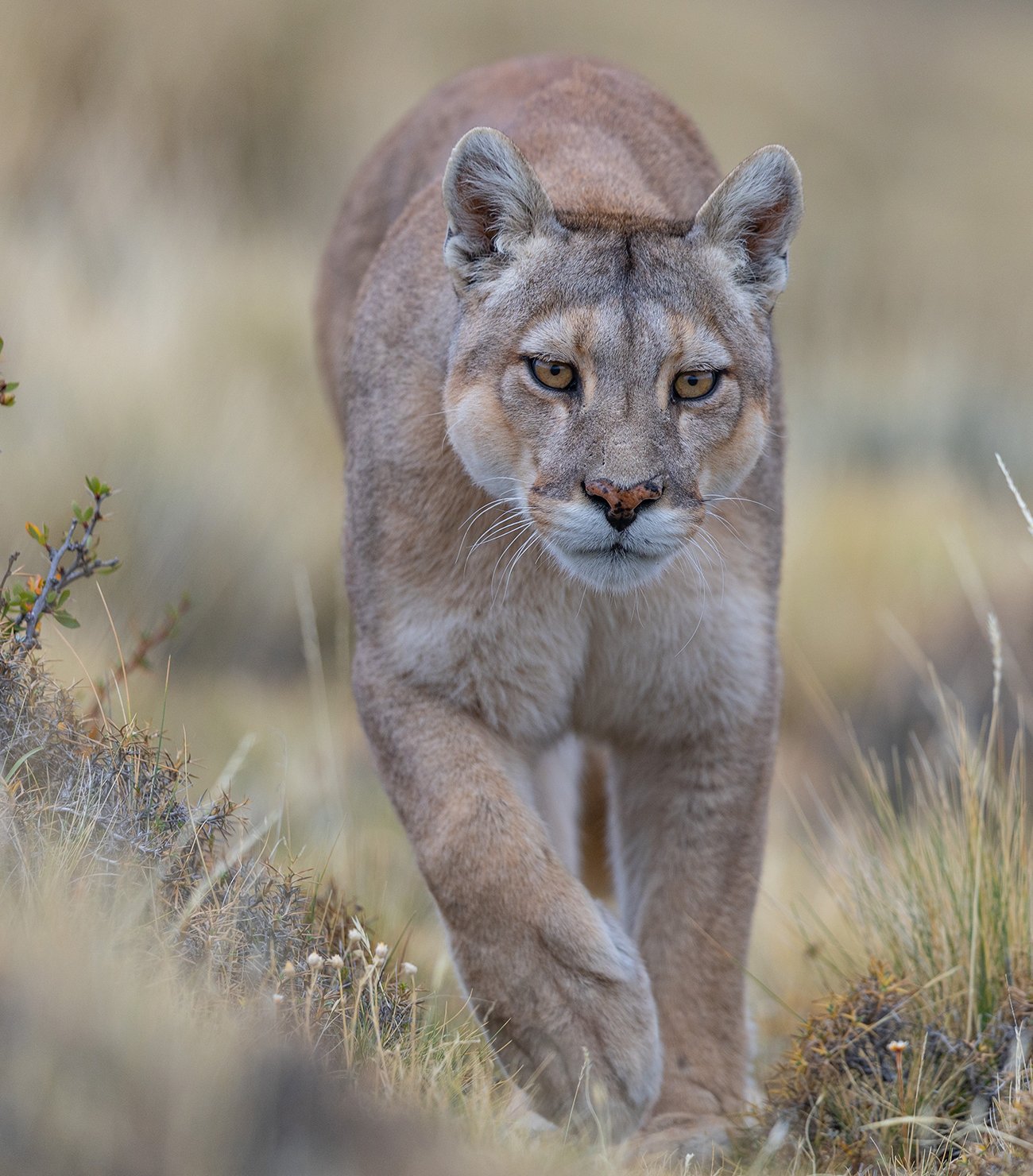  Puma  Puma concolor  Canon R3  4,5/ 500 mm  1/ 500 sec  ISO 800  Torres del Paine  28.04.2023  15:24 Uhr 