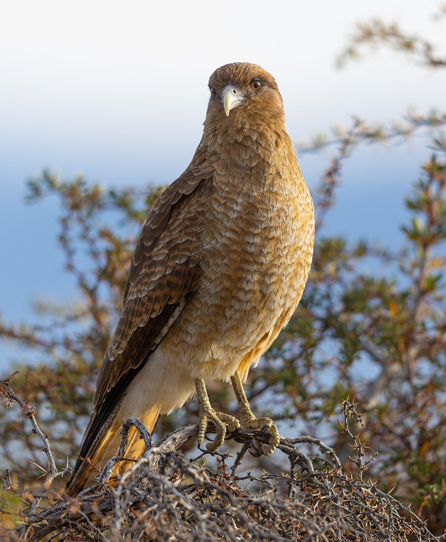  Chimango  Chimango caracara  Patagonien 