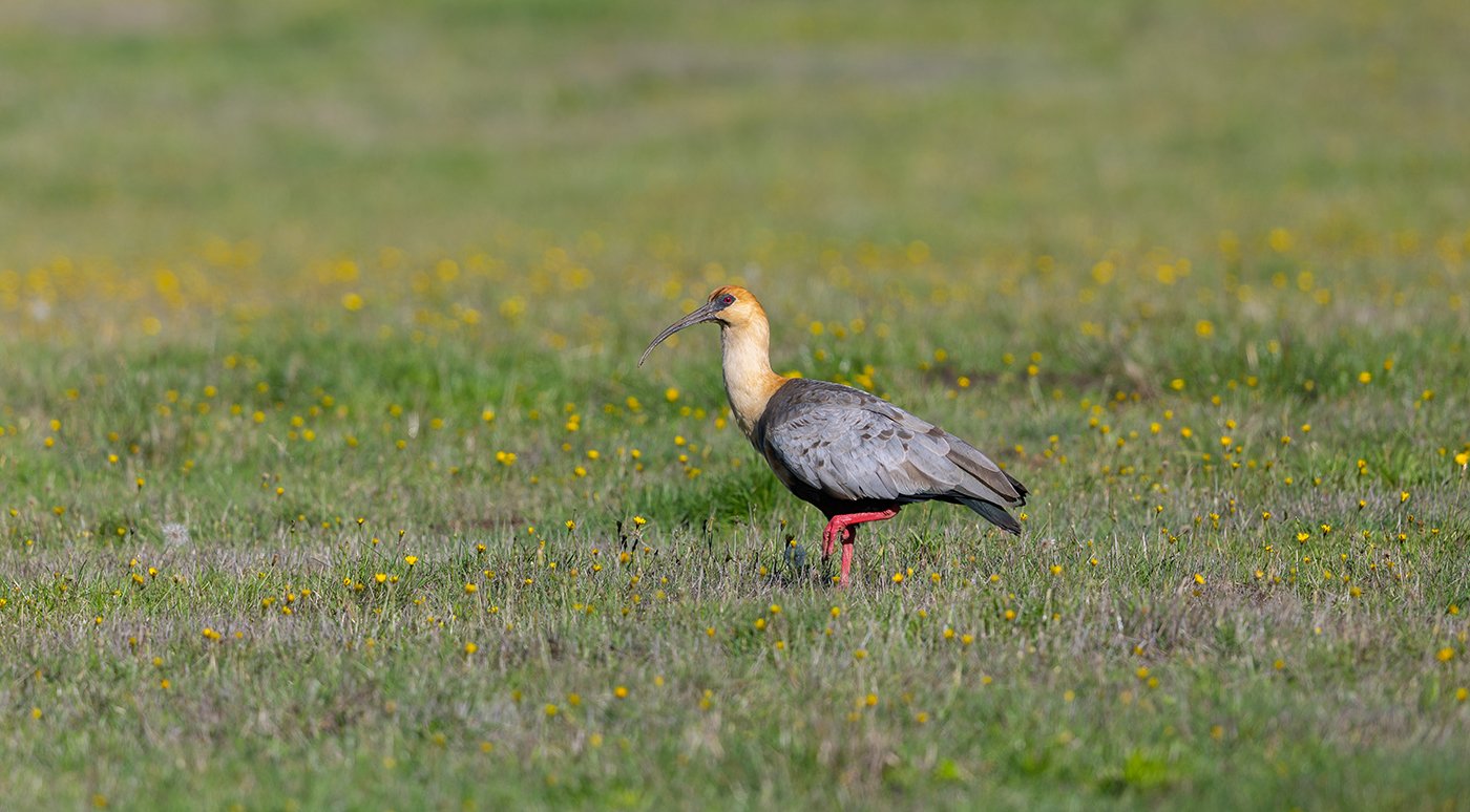  Weißhalsibis  Theristicus caudatus  Patagonien 