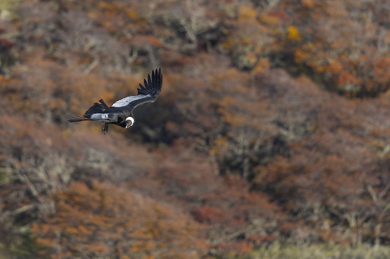  Andenkondor  Vultur gryphus  Chile  April 2023 