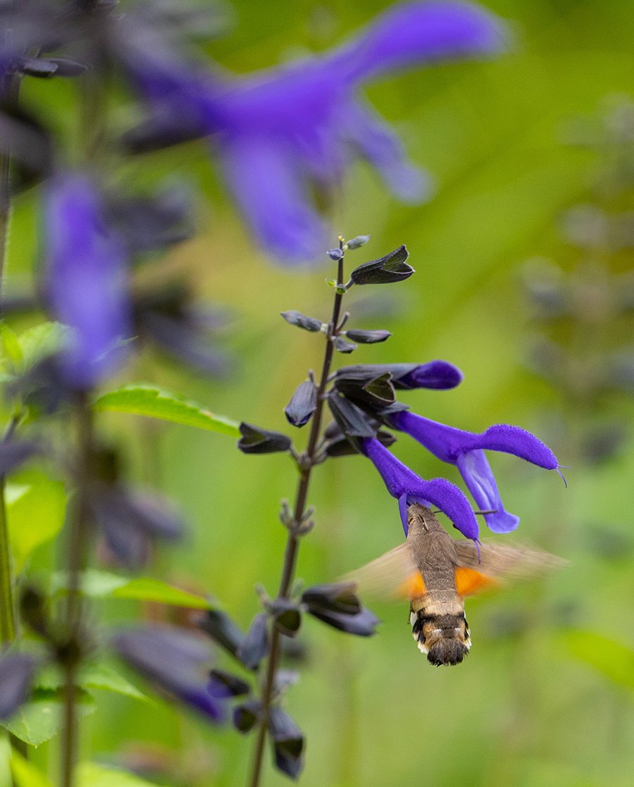    Taubenschwänzchen  Kolibriefalter  Macroglossum stellatarum  19.08.2022  Treuenbrietzen  19:44 Uhr  