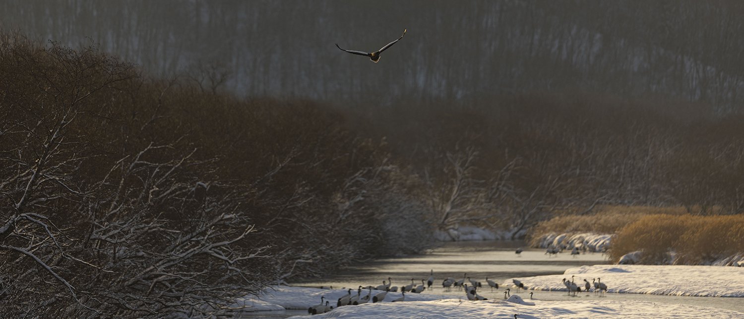  Riesenseeadler überfliegt den Schlafplatz der Kraniche.  Japan  Hokkaido  16.02.2024  8:00 Uhr 