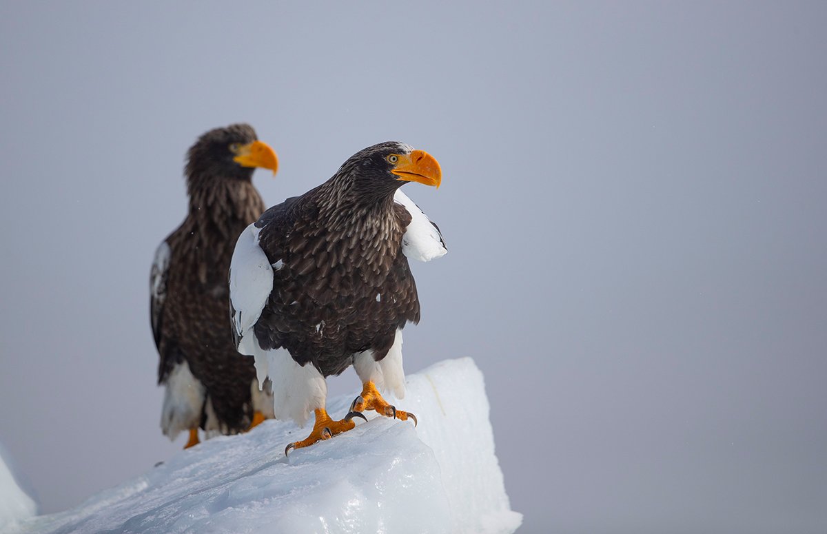  Riesenseeadler  Haliaeetus pelagicus  canon 1 d x II  4 / 500 mm  1 / 4000 sec  ISO 200  Hokkaido  21.02.2024  11: 08 Uhr 