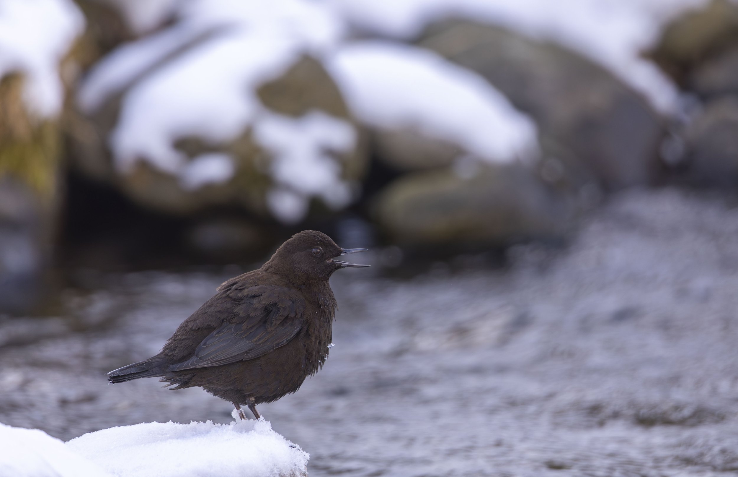  Fluss-Wasseramsel  Cinclus pallasii  Hokkaido 