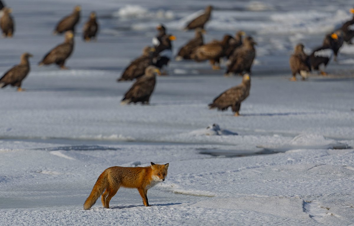  Rotfuchs  Vulpes vulpes 