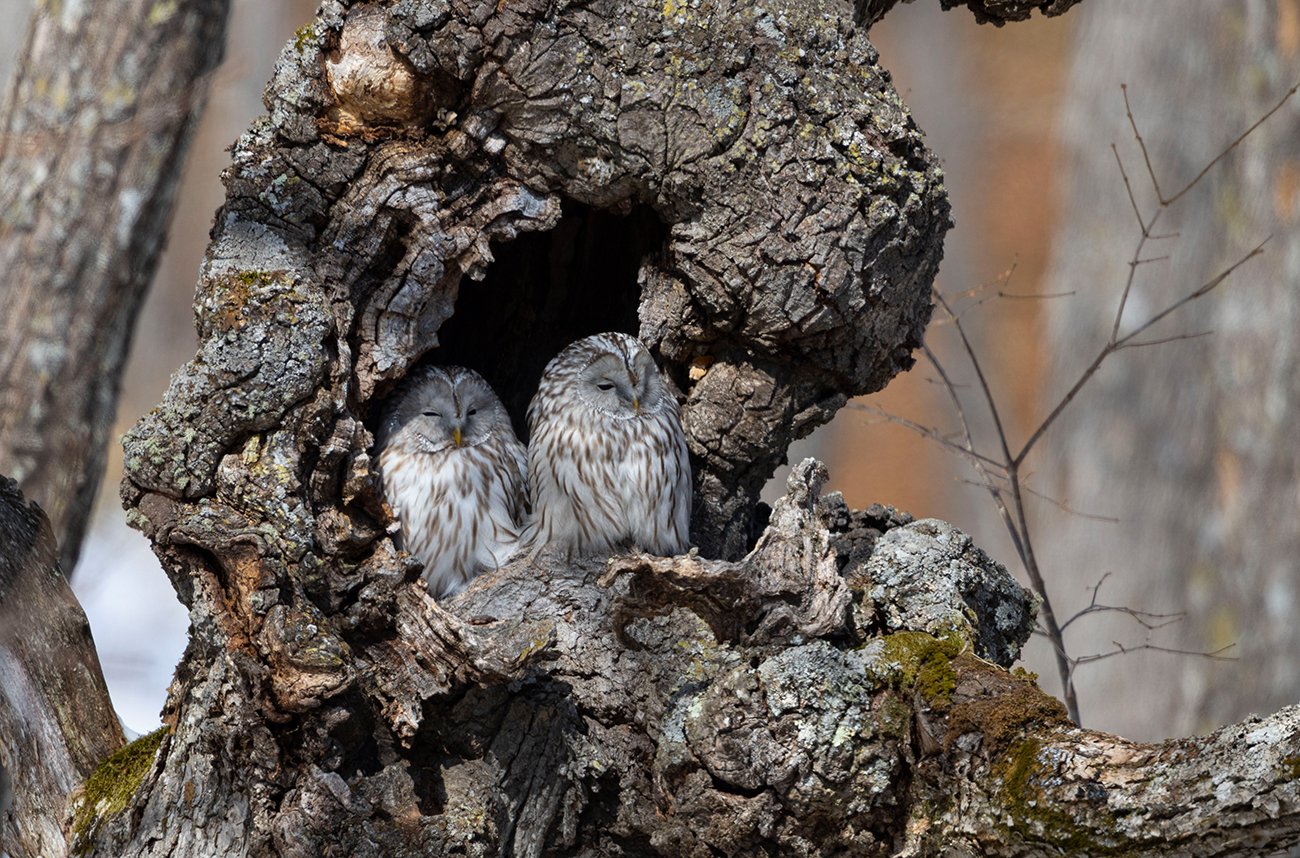  Uralkauz  Strix uralensis  23.02.2024 