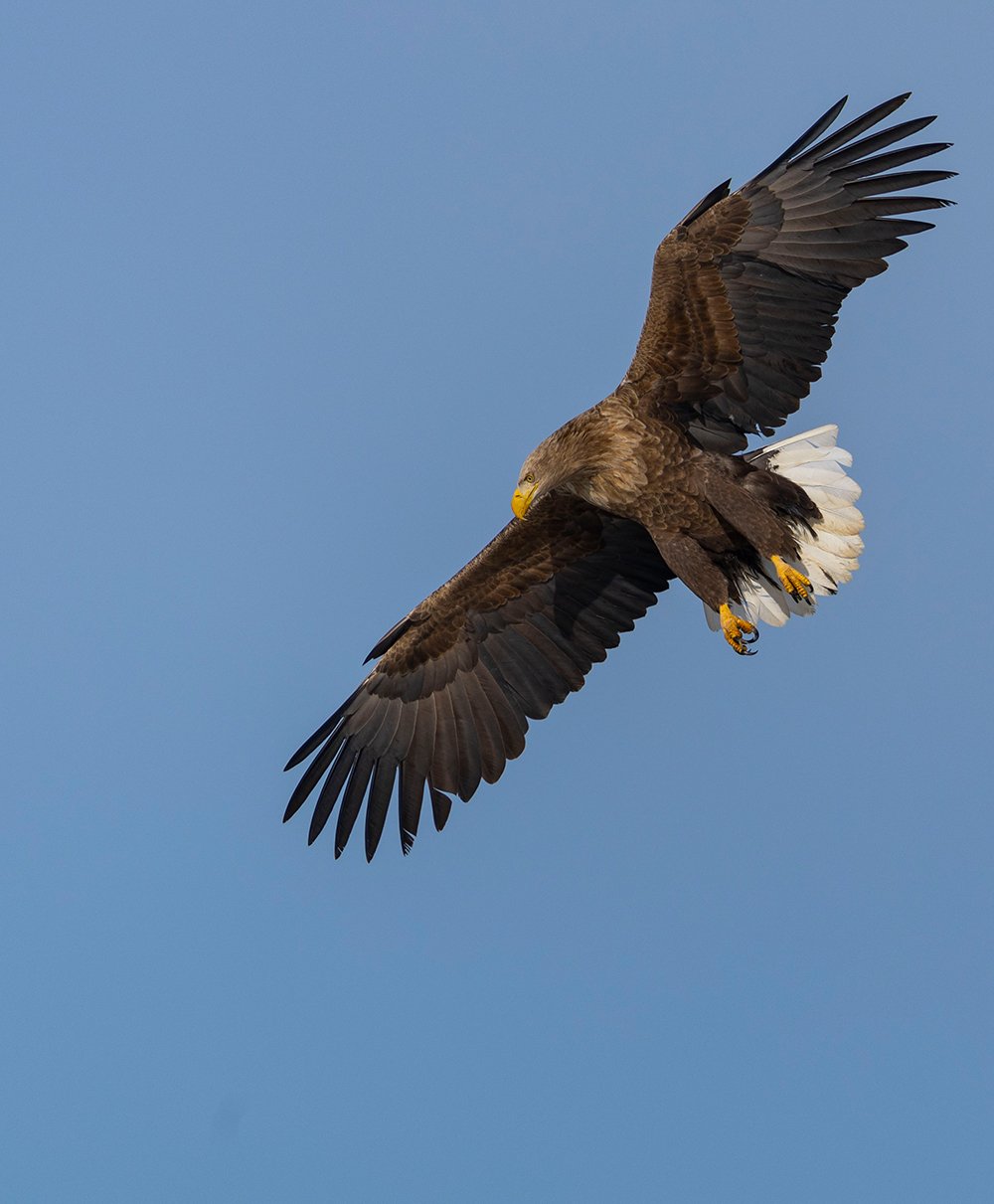  Seeadler  Haliaeetus albicilla 