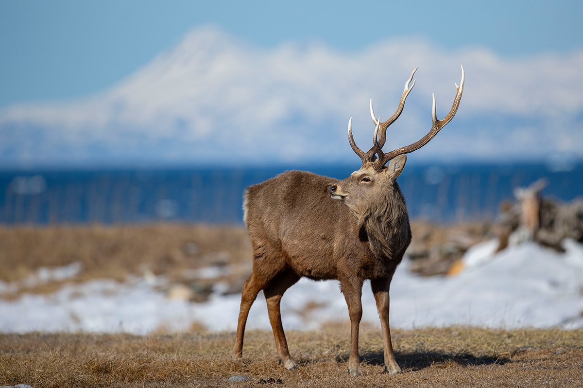  Sika Hirsch  Cervus nippon 