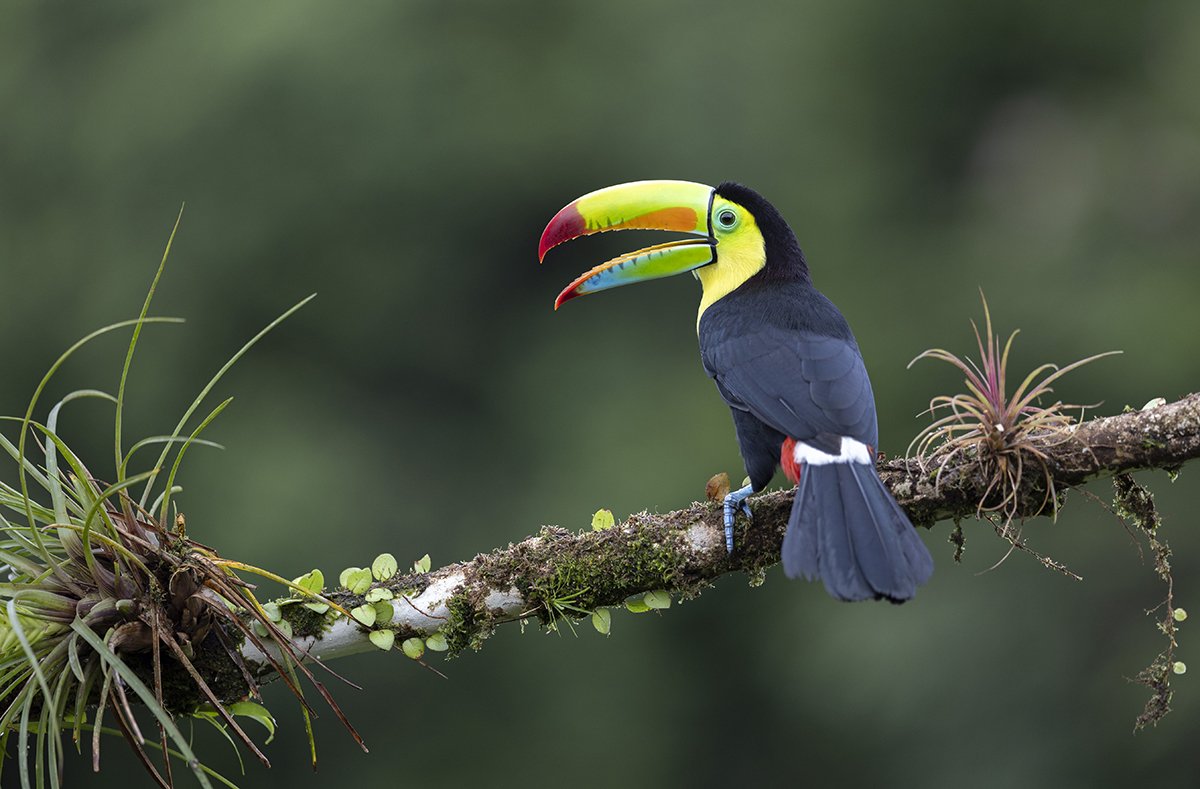 Fischertukan Ramphastos sulfuratus Boca Tapada Costa Rica November 2024