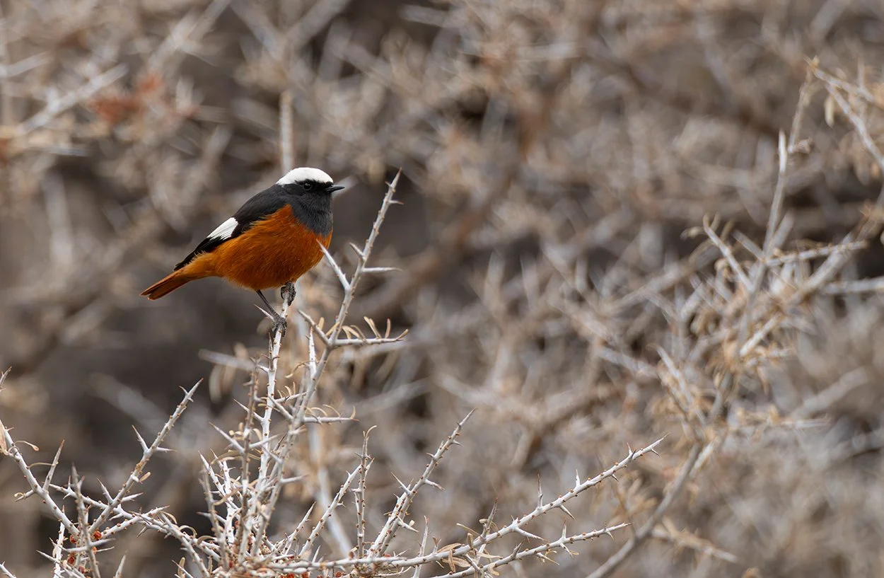 Riesenrotschwanz phoenicurus erythrogastrus